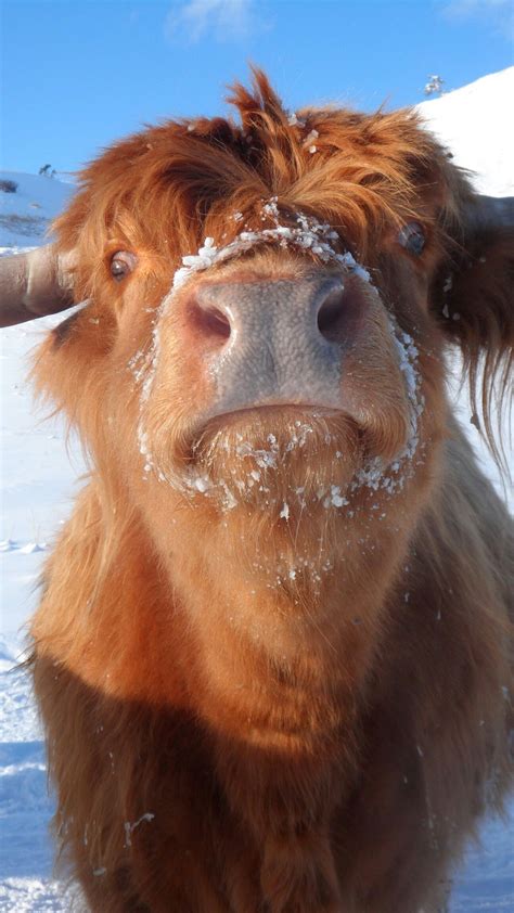 Crazy Cow Cow Pictures Fluffy Cows Cute Cows