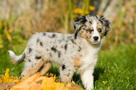 Mini Australian Shepherd Dog Breed Info And Pictures All Things Dogs 2022