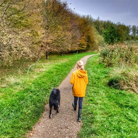 Opleiding Kindercoaching Met Honden Coachen Met Honden