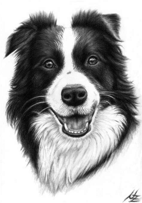 Border Collie Smile Drawing Border Collie Art Dog Drawing Drawing