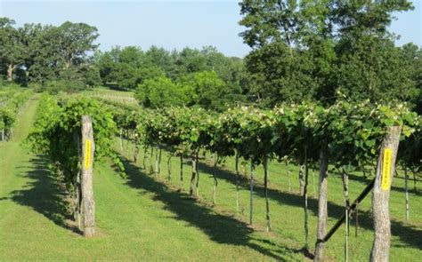 Fill your orchard with these delicious grape vines from willis orchards. Backyard Vine & Wine (Maryville) - 2020 All You Need to ...