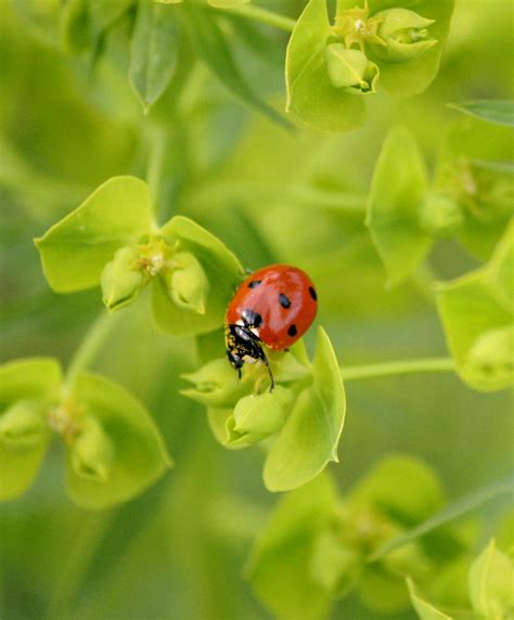 Spring Ladybug By Greyviolett On Deviantart