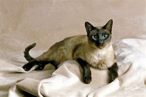 33 Siamese Cat Colors With Color Chart Hepper