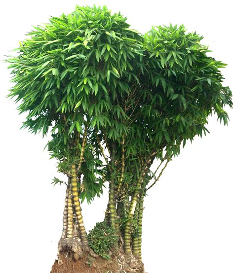 Tropical Plant Pictures Bambusa Vulgaris Wamin
