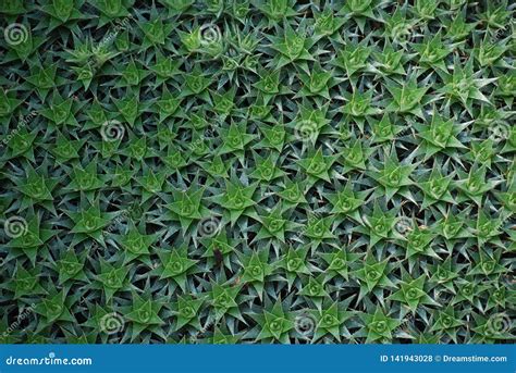 Green Natural Carpet Of Star Shaped Succulents Stock Photo Image Of