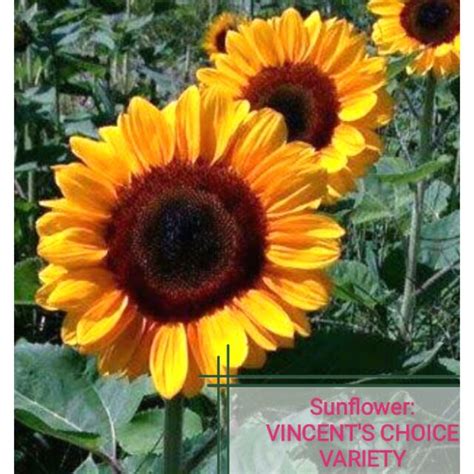 Sunflower VINCENT S CHOICE VARIETY Shopee Philippines