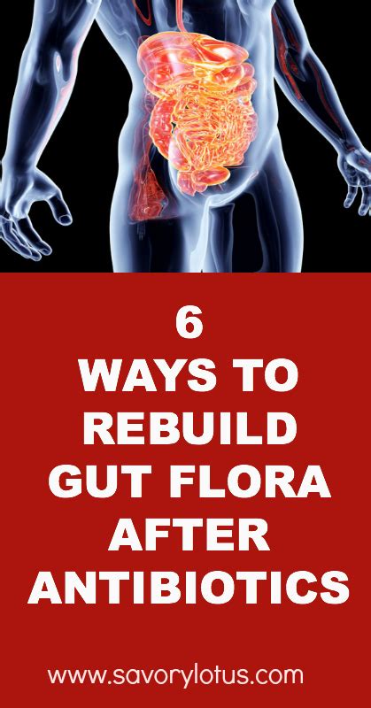 6 Ways To Rebuild Gut Flora After Antibiotics Savory Lotus Health