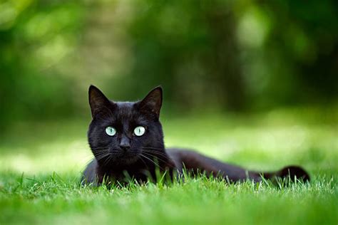 216900 Black Cat Stock Photos Pictures And Royalty Free Images Istock