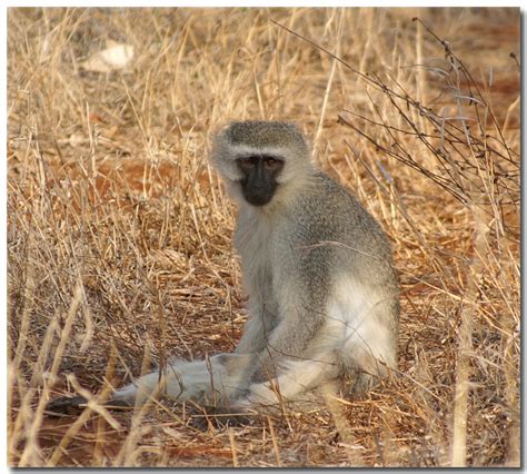 Vervet Monkey In Kruger National Park Kicki Flickr
