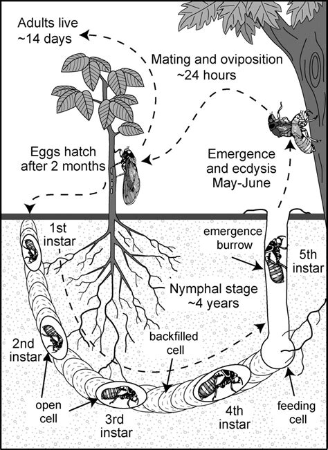Female cicadas can lay up to 400 eggs divided among dozens of sites—generally in twigs and branches. Cicada Life Cycle Images