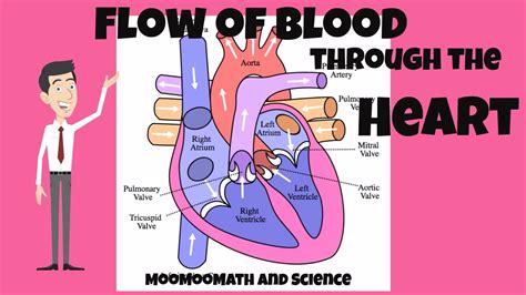 Blood Flow Through The Heart For Dummies Slide Elements