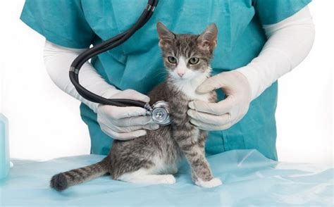 Wir haben einen kleinen kater, der ab wann macht es sinn, ihn entwurmen, impfen und chippen zu lassen? Impfung von Hund und Katze - Tierarztpraxis Großtiere ...