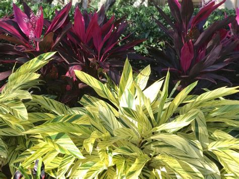 Dark Foliage Plants Trending In Florida Artistree Artistree