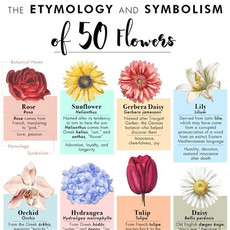 Hydrangea Meaning Flower Language Lael Farias