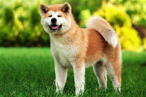 Akita Dog Breed Characteristics And Care