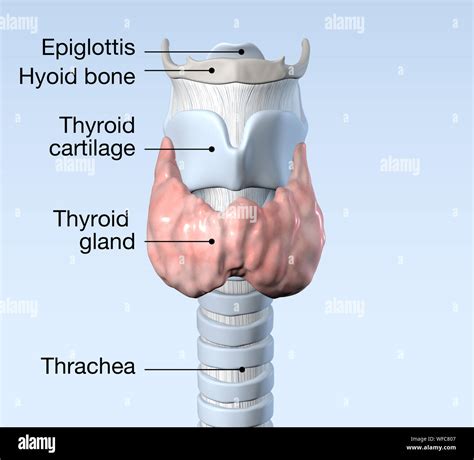 Thyroid Gland With Trachea Thyroid Cartilage Thyorid Bone And