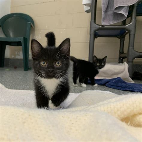 Blue Ridge Humane Prepares For Kitten Season With Kitten Shower Name A