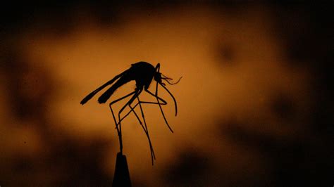 West Nile Mosquitoes Found In Costa Mesa 2 Oc Residents Including A