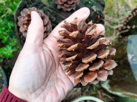 Ponderosa Pine Cones For Decorating Or Crafts From The Etsy