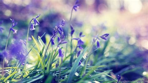 10 Greatest Spring Wallpaper Mac You Can Get It Free Of Charge