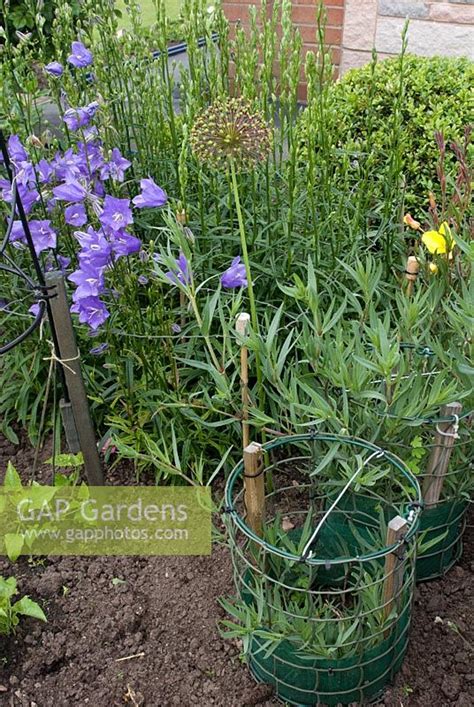 Adding support in the early stages of growth will mean that plants are properly supported throughout their development. Cane and metal plant... stock photo by Fiona Lea, Image ...