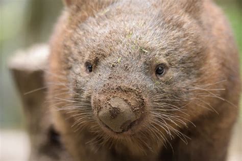 The Common Wombat Is Brown And Furry Stock Image Image Of Mammal