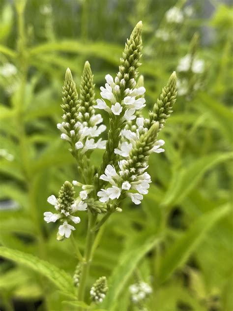 Verbena Hastata White Spires Beth Chattos Plants And Gardens