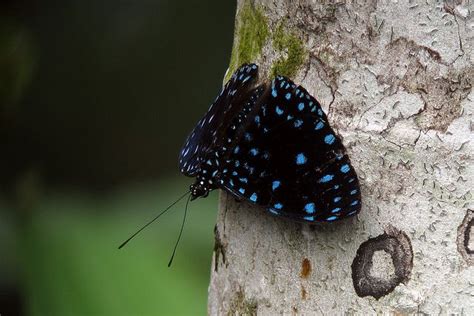 Starry Night Cracker Hamadryas Laodamia Butterfly Beautiful