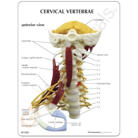 Rarely, neck pain can be a symptom of a more serious problem. Cervical Spine Model with Muscles 1720 | Neck Muscles ...