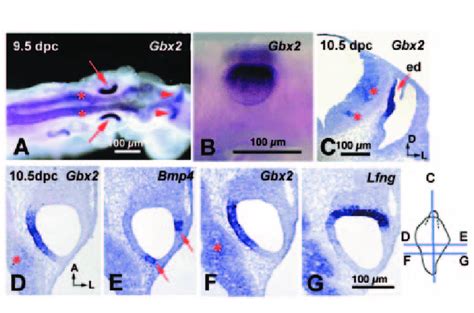 Expression Of Gbx2 In The Developing Mouse Inner Ear A Dorsal View