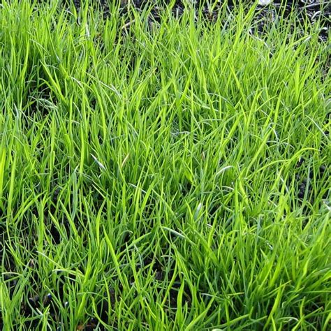 Tall Fescue Grass 100g Approx161000 Seeds Seedarea