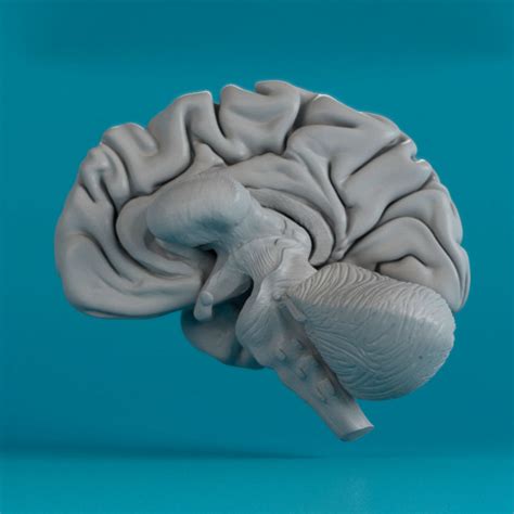 Human Brain 3d Model 32 Max Free3d