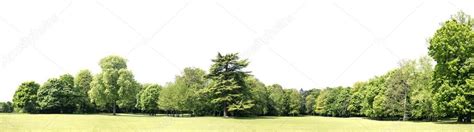 High Definition Treeline Isolated On A White Background — Stock Photo