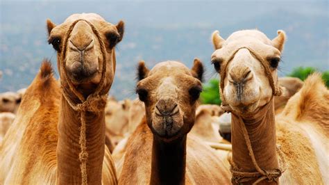Qual é O Coletivo De Camelos