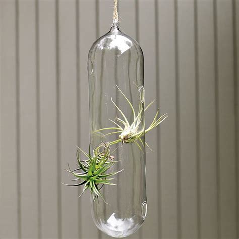 Amazing Hanging Garden In Glass Bubbles