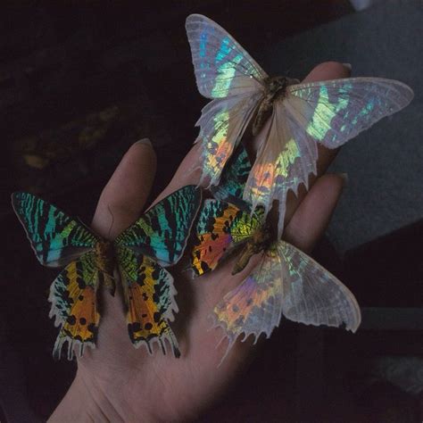 Thebutterflybabe Beautiful Butterflies Aesthetic Pictures Aesthetic Art