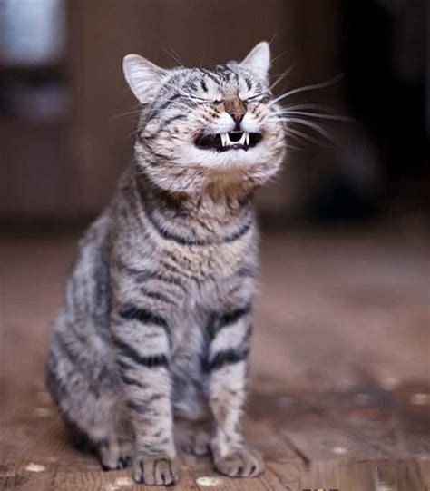 Funny Smiling Laughing Cat Pets Lol Cat Pics