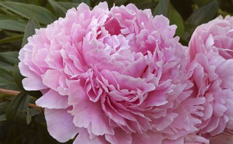 10 Facts Every Peony Enthusiast Needs To Know Fragrant Plant