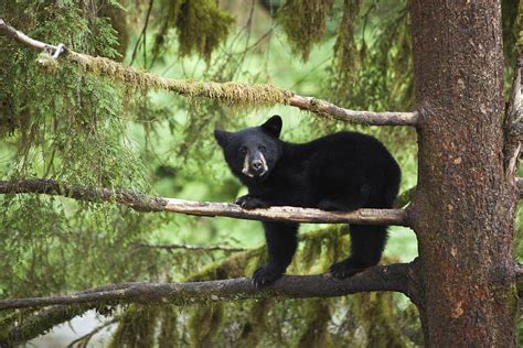 Black Bear Ursus Americanus Cub In Tree Photograph By Matthias Breiter