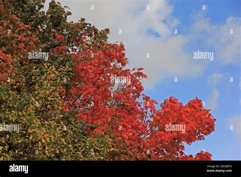 Colourful Autumn Foliage Stock Photo Alamy