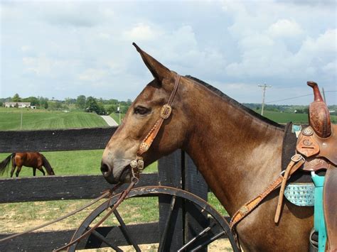 BEGINNER SAFE GRULLA MOLLY MULE, GENTLE AND EASY TO RIDE For Sale in ...