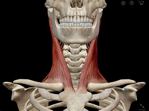 The internal framework of our body is the skeleton. Learn Muscle Anatomy: Scalene Muscles and Other Neck Anatomy