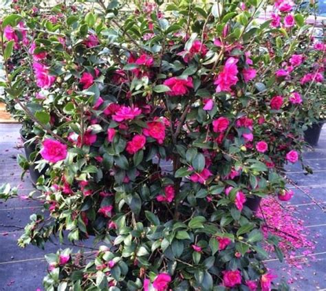 Alabama Beauty Camellia Sasanqua Live Plant Trade Gallon Etsy