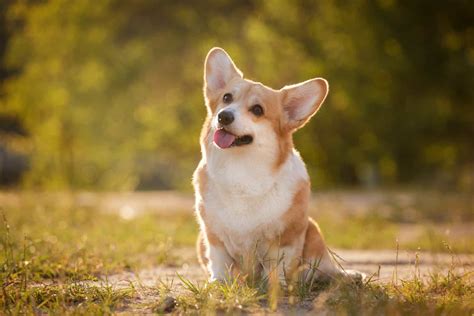 6 Best Corgi Rescues In California Where To Adopt A Puppy