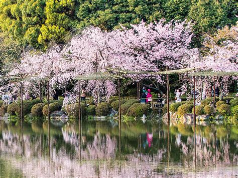 Why You Need To Experience Japan’s Cherry Blossom Season Travel Insider