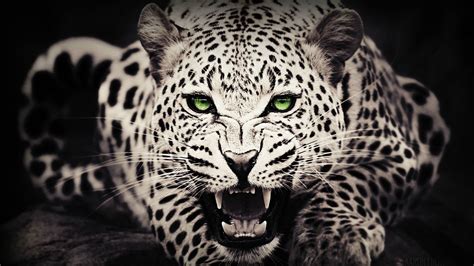 Snow Leopard Wallpapers Wallpapers Hd Wallpapers Id 30862