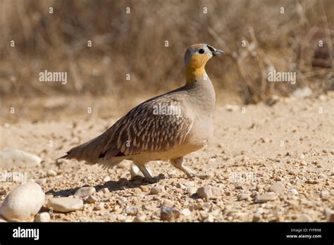 Crowned Sandgrouse Pterocles Coronatus Walking In The Desert Negev