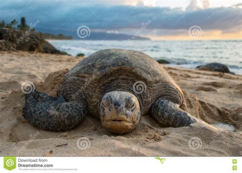 A Turtle On Turtle Beach Oahu Stock Photo Image Of Shore Face
