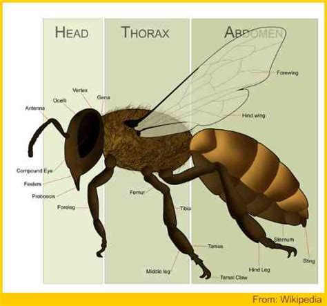 Honey Bee Anatomy With Illustration And Explanatory Notes