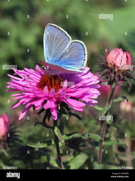 Common Blue Butterfly On Chrysanthemum In Garden Stock Photo Alamy